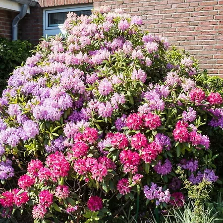 Haus Szameit, Whg 4 * Sylt